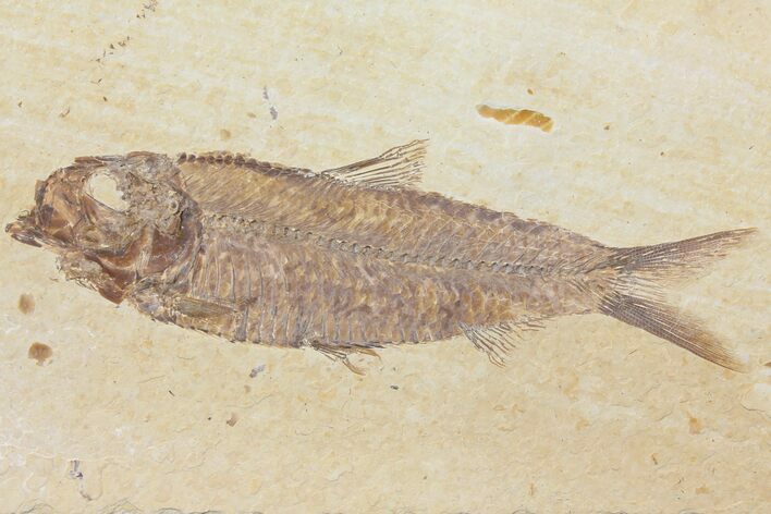 Detailed Fossil Fish (Knightia) - Wyoming #116774